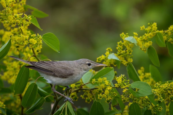 35 - Bestimmung offen