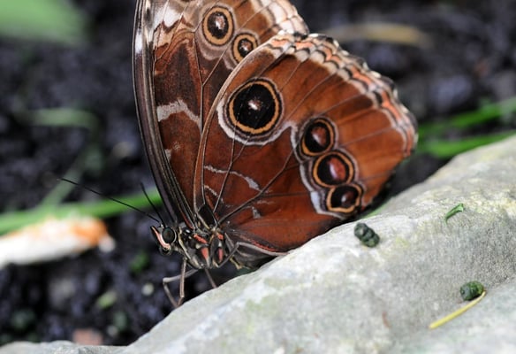 Blauer Morphofalter (Morpho peleides)