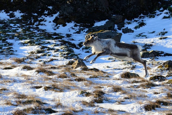 Übermütiges Rentier zwischen Egilsstadir und Jökulsarlon