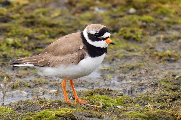 Sandregenpfeifer (Charadrius hiaticula); 2. Juli 2015 Longyearbyen