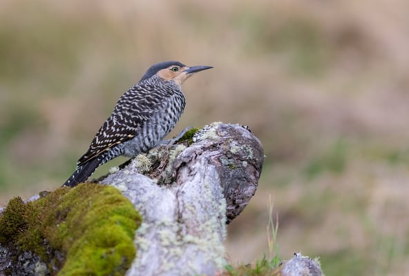 Bänderspecht (Colaptes pitius)