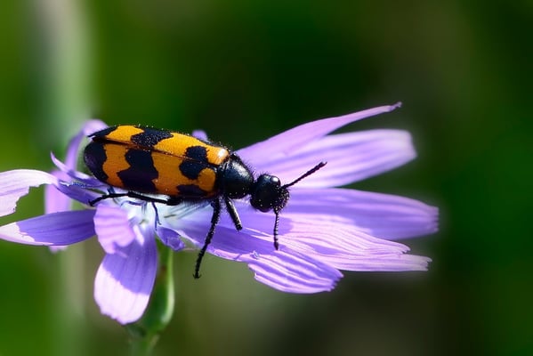 Gemeiner Bienenkäfer (Trichodes apiarius)