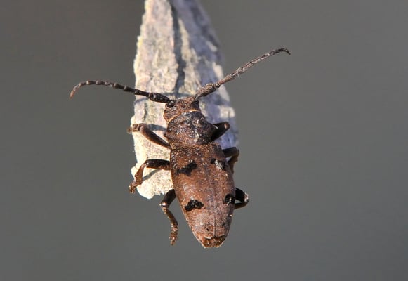 Herophila tristis (Canale Piemont; 2. Mai 2011)