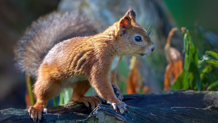 Eurasisches Eichörnchen, Viiksimo, 7. September 2019