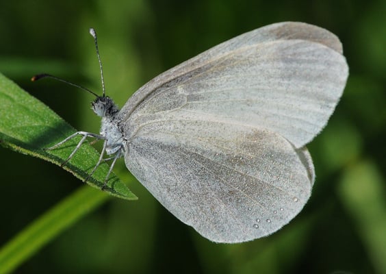 99 Tintenfleckweißling, Artkomplex Leptidea sinapis/juvernica; Stille Reuss, 20-8-11