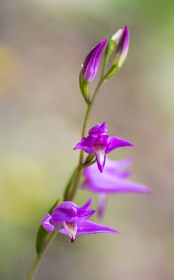 Rotes Waldvögelein (Cephalanthera rubra), 16. Juni 2017, Ausserberg alto (VS)