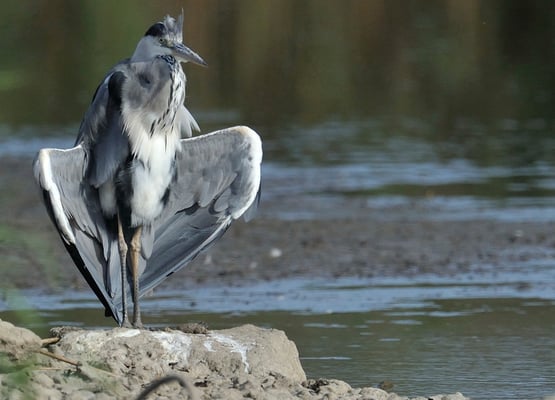 Graureiher (Ardea cinerea); Neeracher Ried