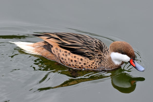 Bahamaente (Anas bahamensis)