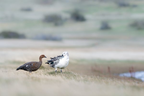 Magellangans (Chloephaga picta)