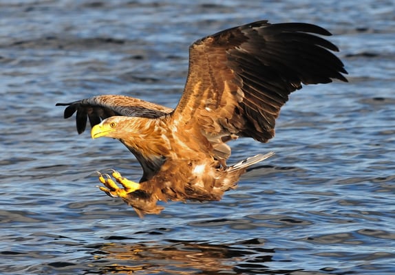 Weissschwanz-Seeadler Phase 2