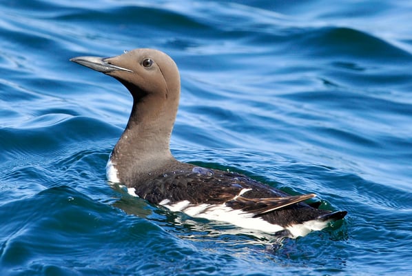 Trottellumme (Uria aalge)