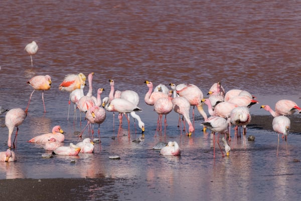 Drei Flamingo-Arten bei der Lagune: Anden-Flamingo (Gelbfussflamingo), Chile-Flamingo und James-Flamingo (mit der gelben Schnabelbasis)