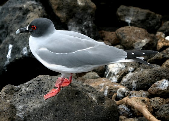 Lavamöwe (Leucophaeus fuliginosus); Sie kommt ausschließlich auf den Galapagosinseln vor und gilt mit geschätzten 300–600 Individuen als die seltenste Möwenart weltweit.