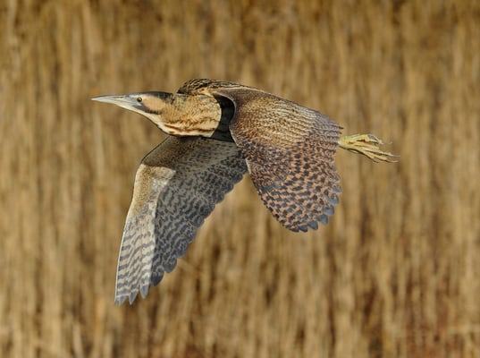 Rohrdommel (Botaurus stellaris); 8-12-2011; Champ Pittet