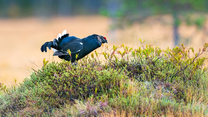 Birkhahn, Viiksimo, 7. September 2019