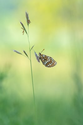 Wachtelweizen-Scheckenfalter (Melitaea athalia), Nätteberg, 26. Mai 2018