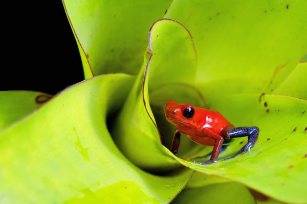 Erdbeerfröschchen (Oophaga pumilio), Blue Jeans Farbvariante, 17-22mm, Giftabsonderung (von Ameisennahrung) an Hautoberfläche