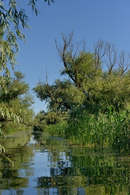 Landschaft Donaudelta; Juni 2014