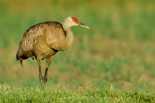 Kanadakranich (Grus canadensis); 6. August 2013; Fairbanks, Alaska