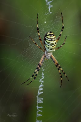 Wespenspinne; Bodenberg (Ettiswil); 10.8.2020