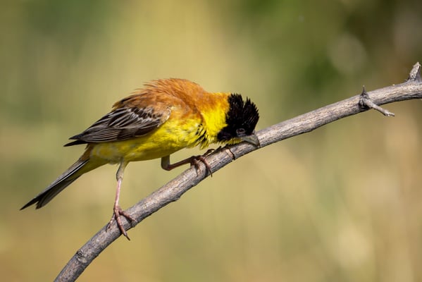 24 - Junge Kappenammer