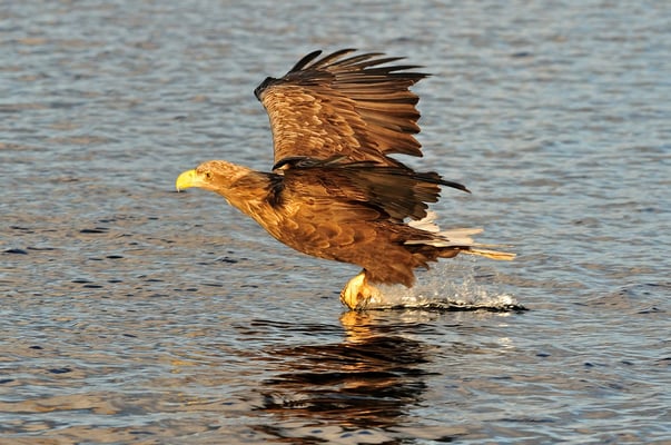 Weissschwanz-Seeadler