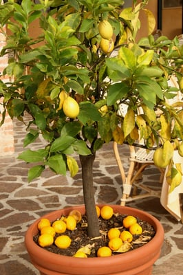 Hotel Castello di Villa (Isola d'Asti)