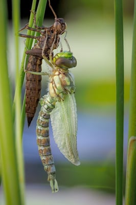 Libellenschlupf; Garten; 20. Juni 2020