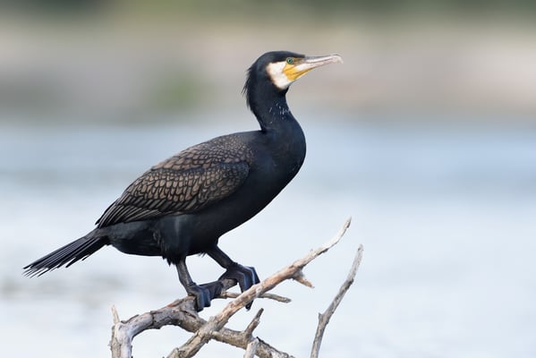 Kormoran auf Ansitz im Donaudelta