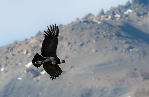 Andenkondor (Vultur gryphus)
