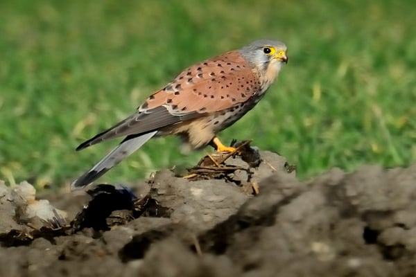 Turmfalke | Falco tinnunculus | ; Chrümmi; 01-14-12