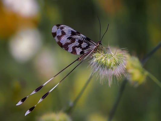 43 - Schwalbenschwanzhaft (aus Familie Fadenhafte)
