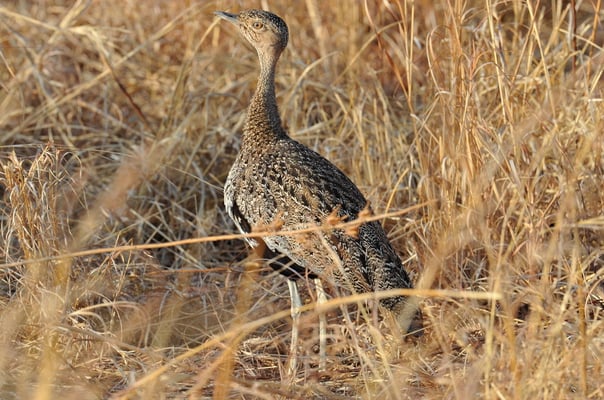 Hartlaubtrappe (Lissotis hartlaubii)