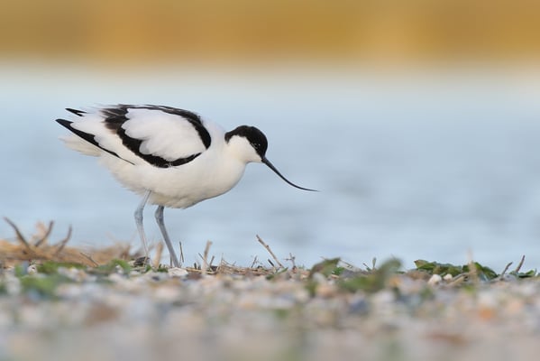 Säbelschnäbler (Recurvirostra avosetta); Texel; 14.4.2014