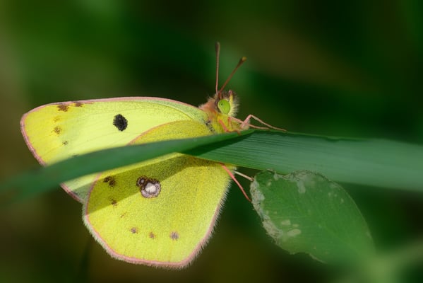  33 Artenkomplex Goldene Acht / Hufeisenklee-Gelbling  (Colias hyale / alfacariensis); Hesseberg; 30. April 2016