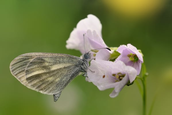 36 Senfweissling (Artenkomplex Leptidea sinapis / juvernica); 30. April 2016; Effingen