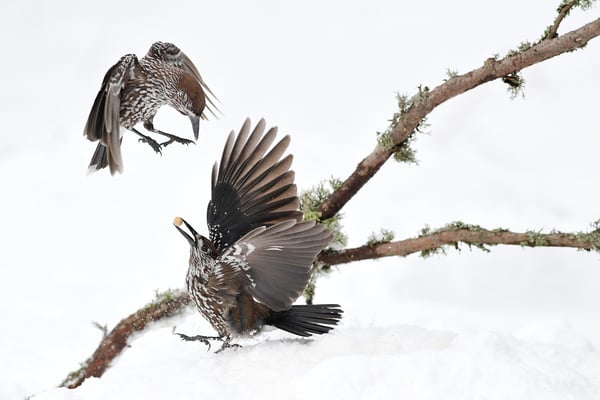 Tannenhäher (Nucifraga caryocatactes); 22./23. Februar 2018; Vitosha-Berge (Bulgarien)