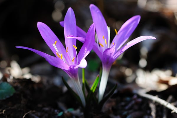 Frühlings-Lichtblume