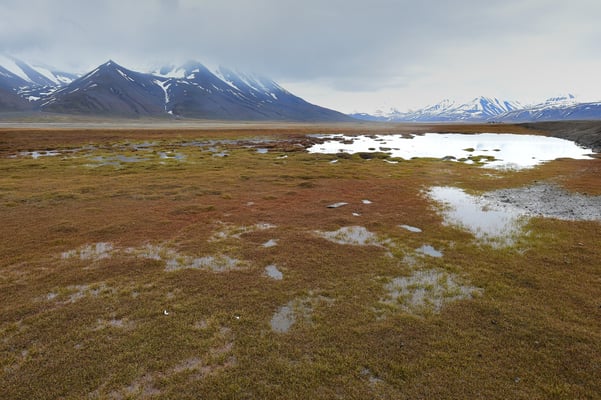 Tundra bei Longyearbyen; 5. Juli 2015