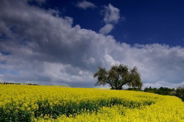 Rapsfeld im Luzerner Hinterland; 15. Mai 2016