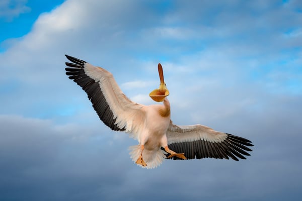 Rosapelikan (Pelecanus onocrotalus); 21.2.2018; Kerkini (GR)