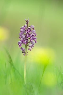 Auswahlbild 38 - Helm-Knabenkraut