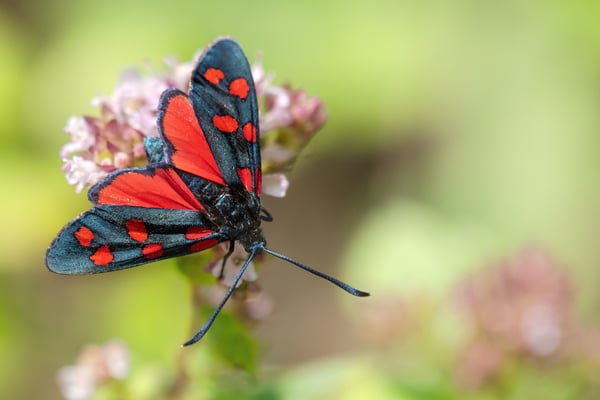 Hufeisenklee-Widderchen ((Zygaena transalpina)