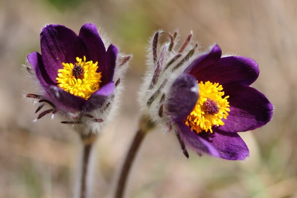 Berg-Küchenschellen Päärchen