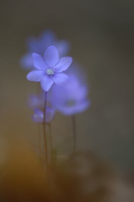 Leberblümchen (Hepatica nobilis, Syn.: Anemone hepatica); Forêt d'Antagnes (VD); 13.3.2016