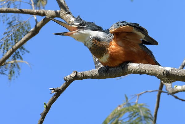 Rotbrustfischer (Megaceryle torquata); Pantanal Juli 2016