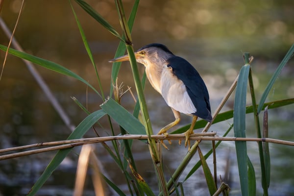 22 - Zwergdommel auf der Lauer