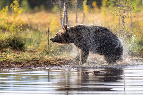 Bären im Finnischen Herbstwald; Viiksimo, 8. September 2019