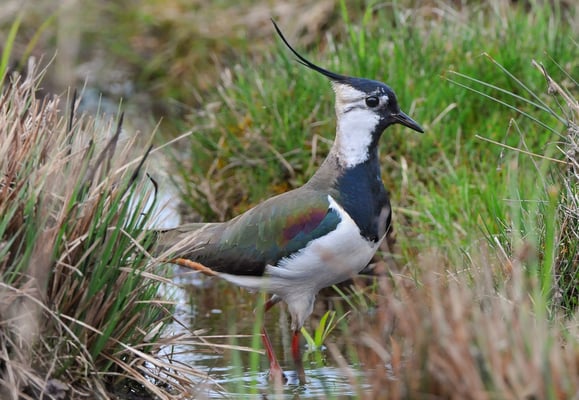 Kiebitz (Vanellus vanellus)