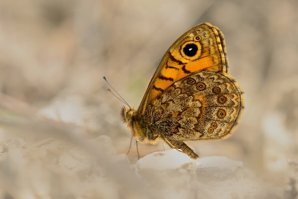 35 Mauerfuchs (Lasiommata megera); 21. Mai 2016; Rekingen (AG)